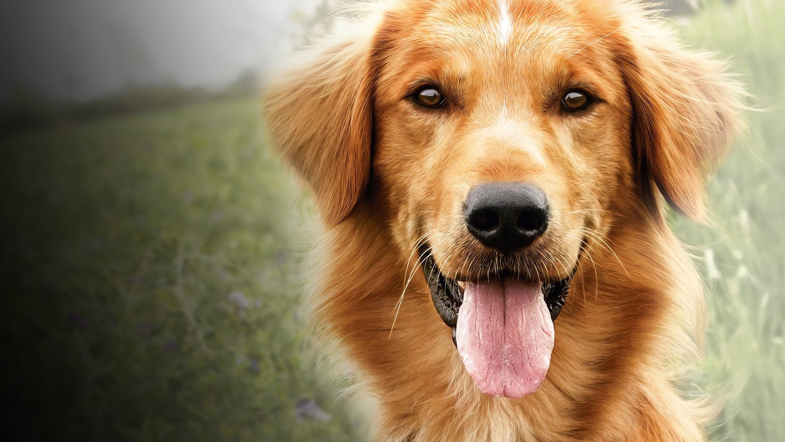 Mục Đích Sống Của Một Chú Chó