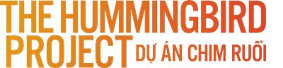 Dự Án Chim Ruồi