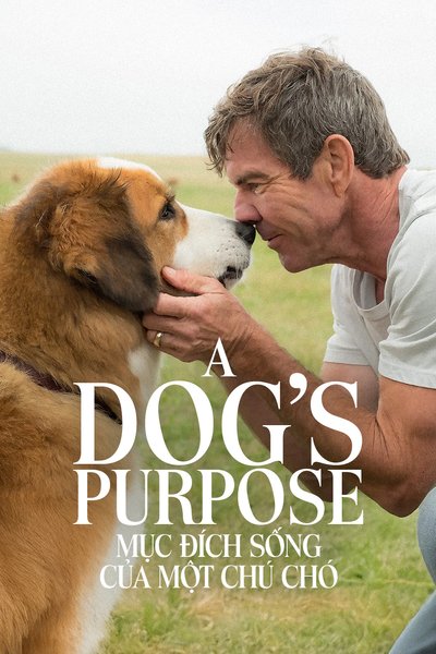 Mục Đích Sống Của Một Chú Chó